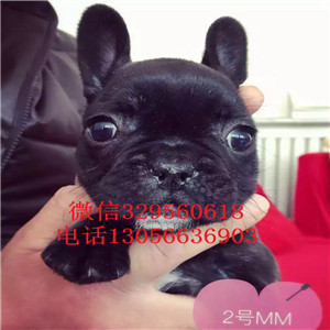 陕西铜川哪里能买到法斗正宗极品法斗黑白花法