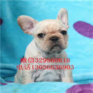 山西朔州哪里有卖法牛的正宗极品法斗奶油色法