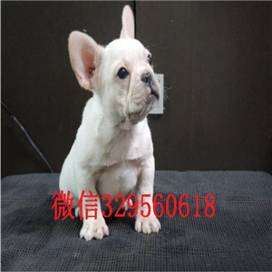 襄樊出售奶油色法国斗牛犬疫苗齐全 价格实惠