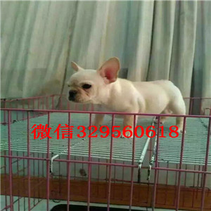 福州卖双血统法牛正规犬舍繁殖法牛纯种法牛法