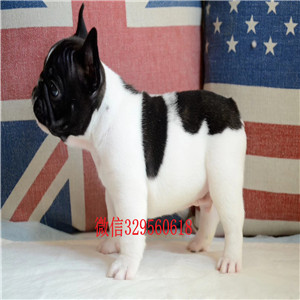 厦门出售纯种高品质法国斗牛犬双血统赛级法国