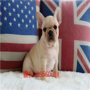 吉林出售奶油色法国斗牛犬纯种法斗幼犬出售法