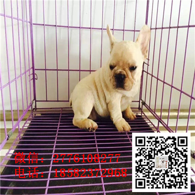 汕头哪里有卖法国斗牛犬 短方体法牛幼犬多少钱 斗牛犬长多大 法斗繁殖犬舍