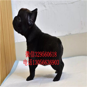 河南漯河出售大头法斗黑色法斗包纯种健康