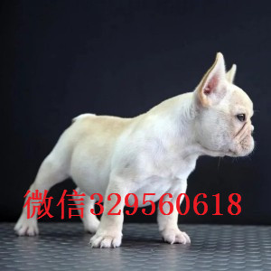 咸宁出售多种颜色法斗犬长期出售纯种法斗纯种法斗幼犬出售法斗犬舍