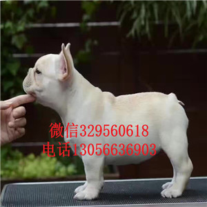 山东潍坊出售纯种法斗多少钱黑色法斗繁殖基地