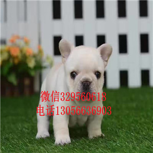 山西晋中哪里能买到法斗精品法国斗牛犬奶油色法斗疫苗齐全