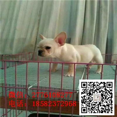 赤峰法国斗牛犬幼崽出售中、一宠一证证件齐全