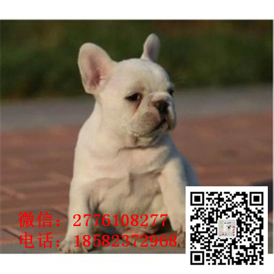 昭通出售高品质法国斗牛犬 包健康纯种 高品质