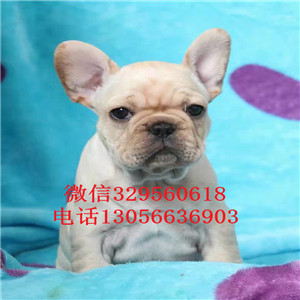 黑龙江鸡西哪里能买到法斗精品法国斗牛犬黑色