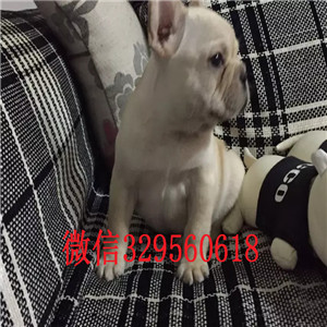 哈尔滨出售多种颜色法斗犬奶油色法国斗牛犬疫苗齐全 价格实惠憨憨的法斗犬