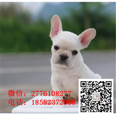 日喀则哪里有卖纯种法斗的 法国斗牛犬多少钱