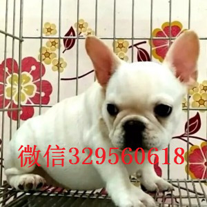 随州出售多种颜色法斗犬奶油色法国斗牛犬法斗