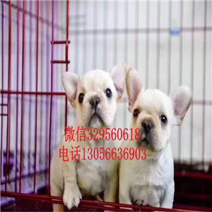辽宁铁岭哪里有卖法牛的精品法国斗牛犬黑白花法斗血统纯正
