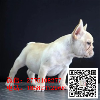 临夏纯种法国斗牛犬出售 疫苗驱虫做齐 购买可