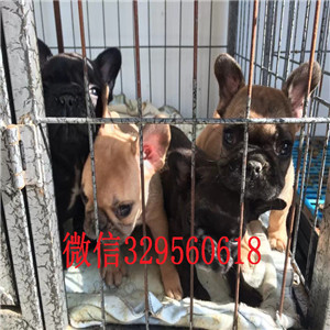 黄石出售多种颜色法斗犬奶油色法国斗牛犬法斗