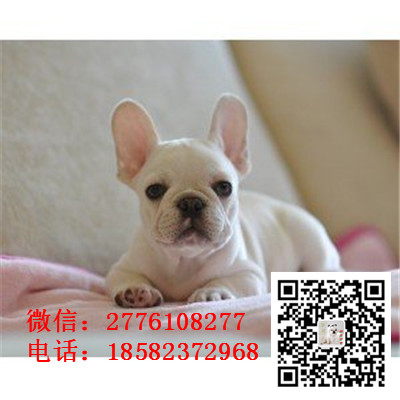兴安盟出售高品质法国斗牛犬 包健康纯种 高品
