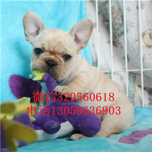 河南济源哪里有卖法牛的大头法斗虎斑法斗疫苗