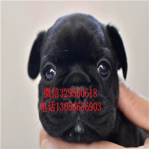 河北沧州哪里有卖法牛的大头法斗虎斑法斗包纯