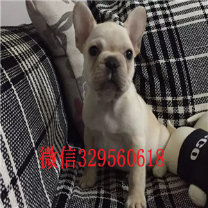 哈尔滨出售多种颜色法斗犬奶油色法国斗牛犬疫苗齐全 价格实惠憨憨的法斗犬