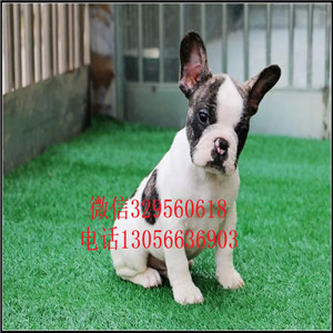 湖南郴州出售正宗极品法斗奶油色法斗疫苗齐全