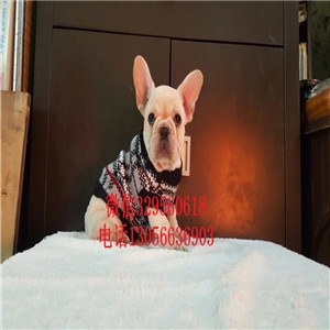 福建厦门哪里能买到法斗短体法斗虎斑法斗疫苗