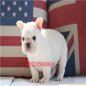 晋中出售纯种黑白花法牛多少钱精品法国斗牛犬