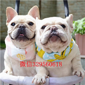 眉山宠物店斗牛犬黑色法国斗牛犬法国斗牛犬图片