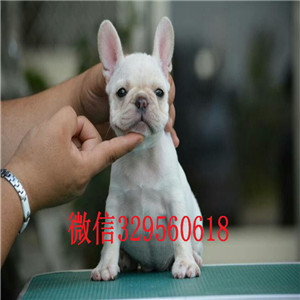 厦门哪里有卖的哪里能买到纯种法斗虎斑法斗出