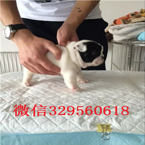 延边州出售长期出售纯种法斗法斗犬舍 黑白色