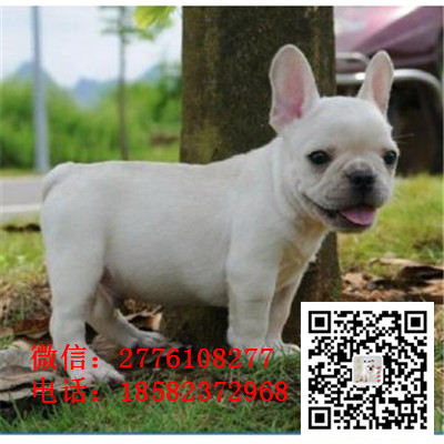 黔东南法国斗牛犬幼崽出售中、一宠一证证件齐