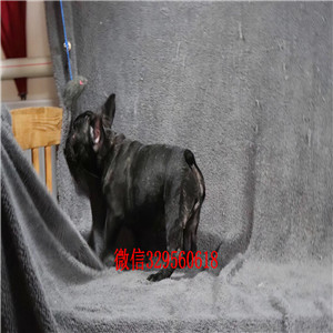 黔东南出售奶油色法国斗牛犬斗牛犬出售斗牛犬