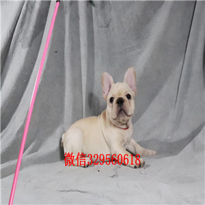 铜川哪里有卖奶油色法国斗牛犬斗牛犬图片双血统斗牛犬