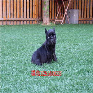 南昌哪里有卖黑色法国斗牛犬疫苗齐全纯种斗牛