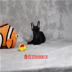 哈尔滨哪里有卖奶油色法国斗牛犬斗牛犬犬舍斗