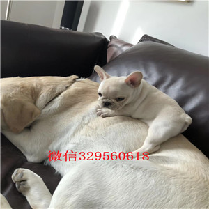 济南哪里能买到黑色法国斗牛犬斗牛犬价格斗牛犬哪里有