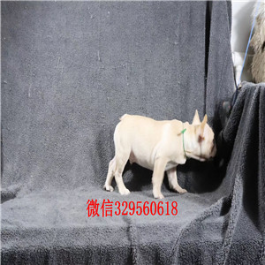 襄樊出售纯种健康斗牛犬斗牛犬出售斗牛犬狗场