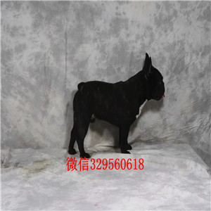 绥化哪里有卖黑色法国斗牛犬斗牛犬价格双血统
