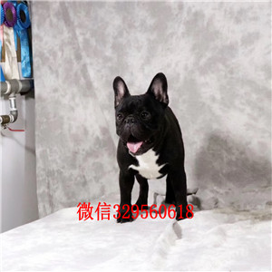 厦门出售纯种健康斗牛犬斗牛犬价格纯种斗牛犬