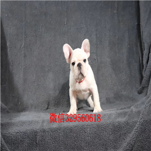 晋中出售奶油色法国斗牛犬斗牛犬犬舍纯种斗牛犬