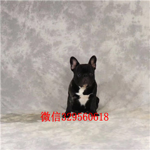 黔东南出售奶油色法国斗牛犬斗牛犬出售斗牛犬狗场