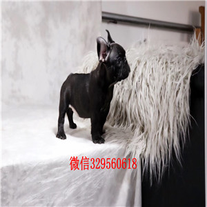 长沙哪里能买到纯种法国斗牛犬斗牛犬图片纯种