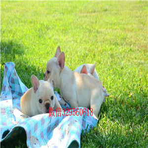 福州哪里能买到纯种健康斗牛犬斗牛犬犬舍双血