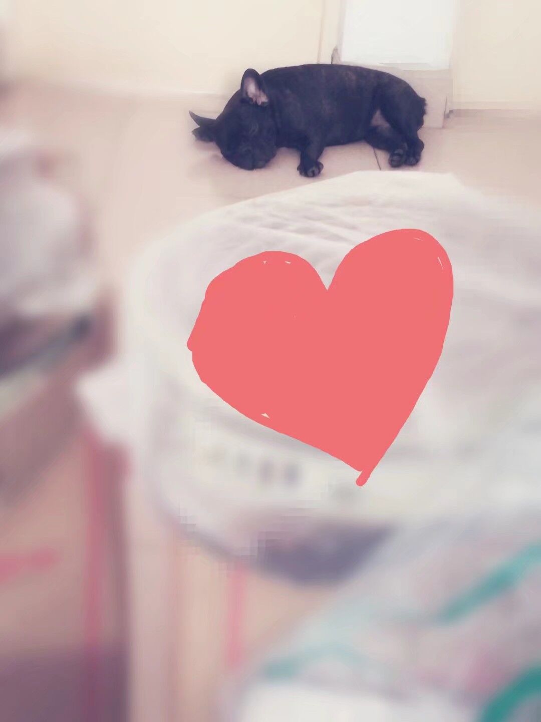 着急出售一只黑色斗牛