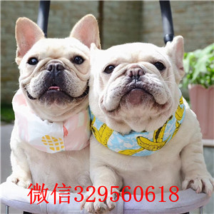  济南哪里有卖法国斗牛犬的 奶油法斗多少钱 