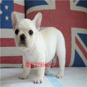 大连哪里有卖纯种法国斗牛犬斗牛犬出售斗牛犬哪里有