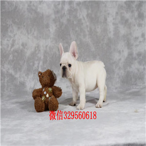 陇南哪里能买到纯种健康斗牛犬斗牛犬图片纯种斗牛犬