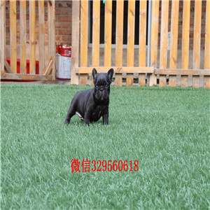 萍乡哪里能买到奶油色法国斗牛犬斗牛犬图片斗牛犬哪里有