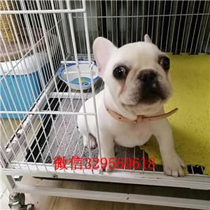 信阳哪里能买到奶油色法国斗牛犬斗牛犬出售斗