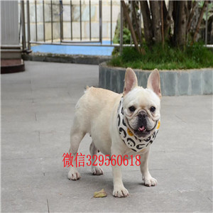 厦门哪里有卖纯种健康斗牛犬斗牛犬出售斗牛犬